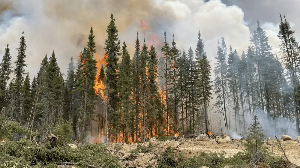 A wildfire burns fiercely through a dense forest of tall pine trees, with thick smoke rising into the sky and flames engulfing the trees. The forest floor is littered with fallen branches and rocks.